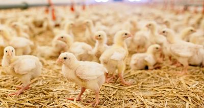 Technology to reduce number of chickens used in research